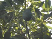avocado.jpg (7113 Byte)