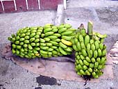 banane.jpg (16894 Byte)