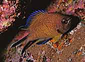 chromis1.jpg (4416 Byte)