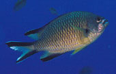 chromis2.jpg (4299 Byte)