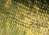 esox2.jpg (5359 Byte)