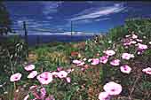 kawinde2.jpg (3944 Byte)